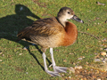 White-faced Whistling Duck x West Indian Whistling Duck hybrid